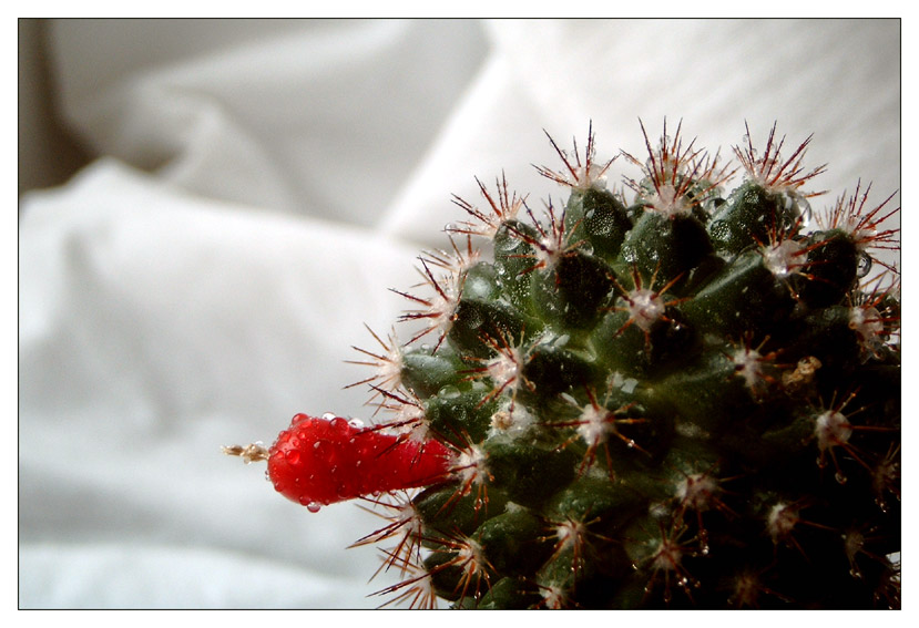 wet cactus