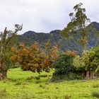 Wet Coast Trees