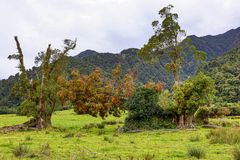 Wet Coast Trees