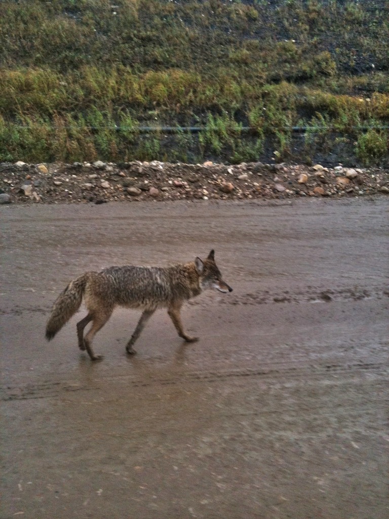 wet Coyote