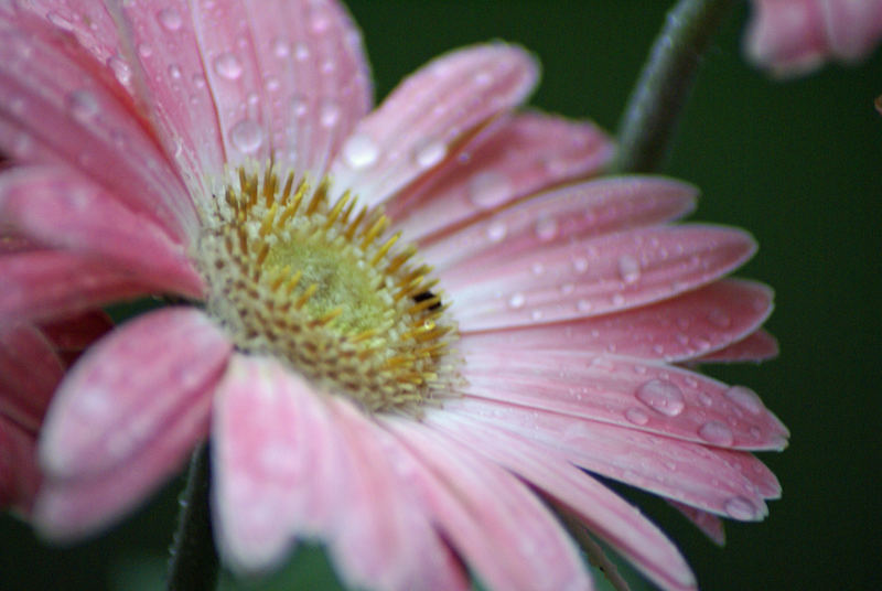 Wet Daisy