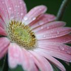 Wet Daisy