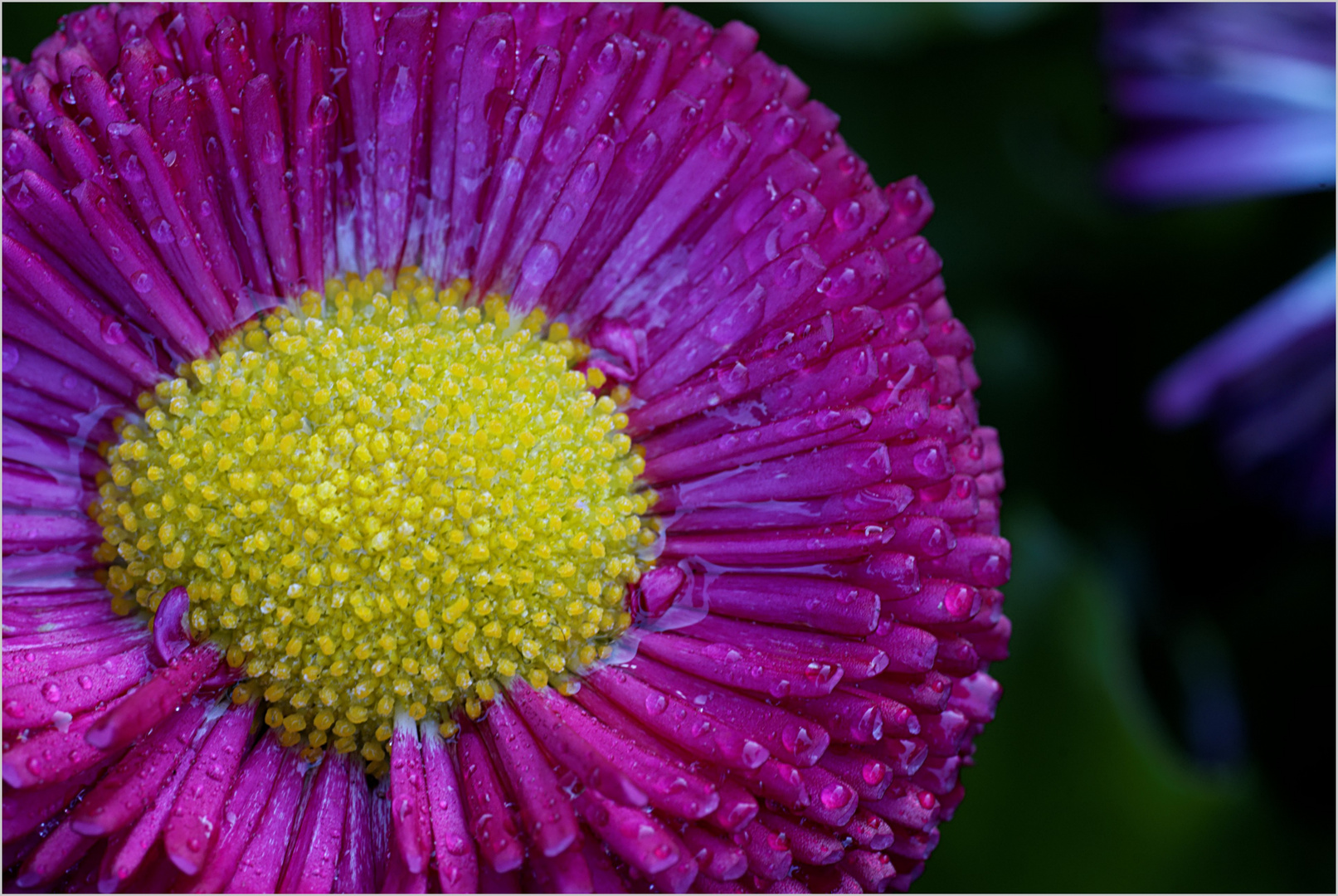 Wet Daisy