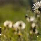 wet dandelion clock.....