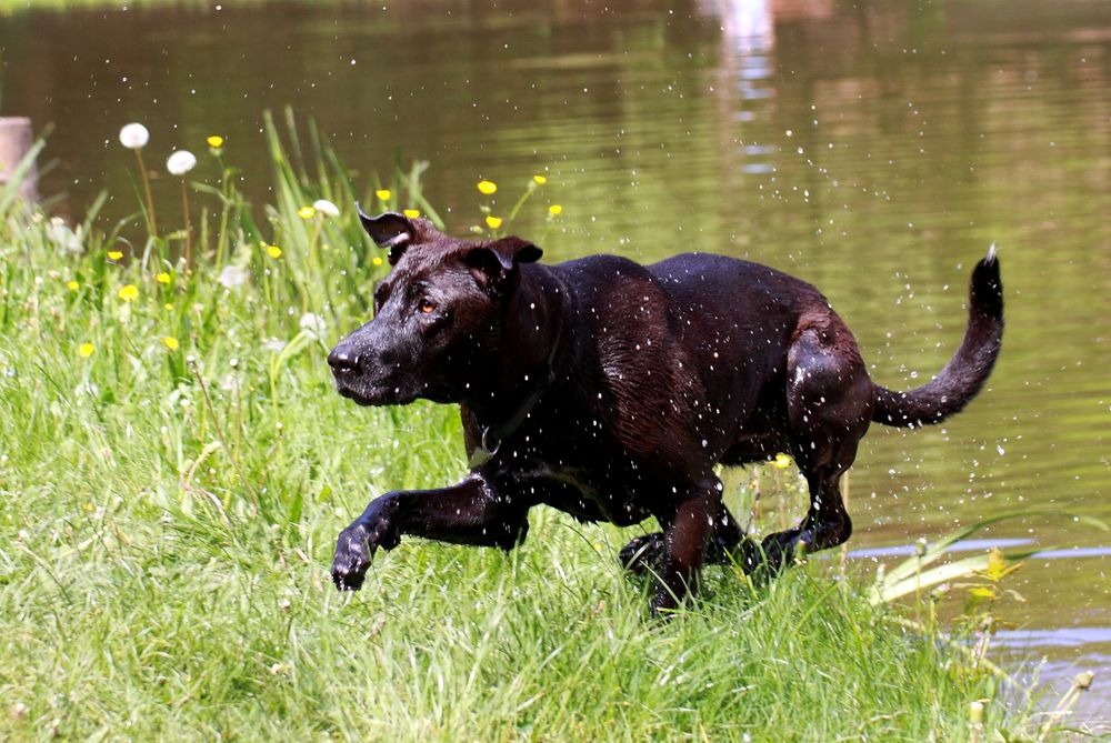 wet dog