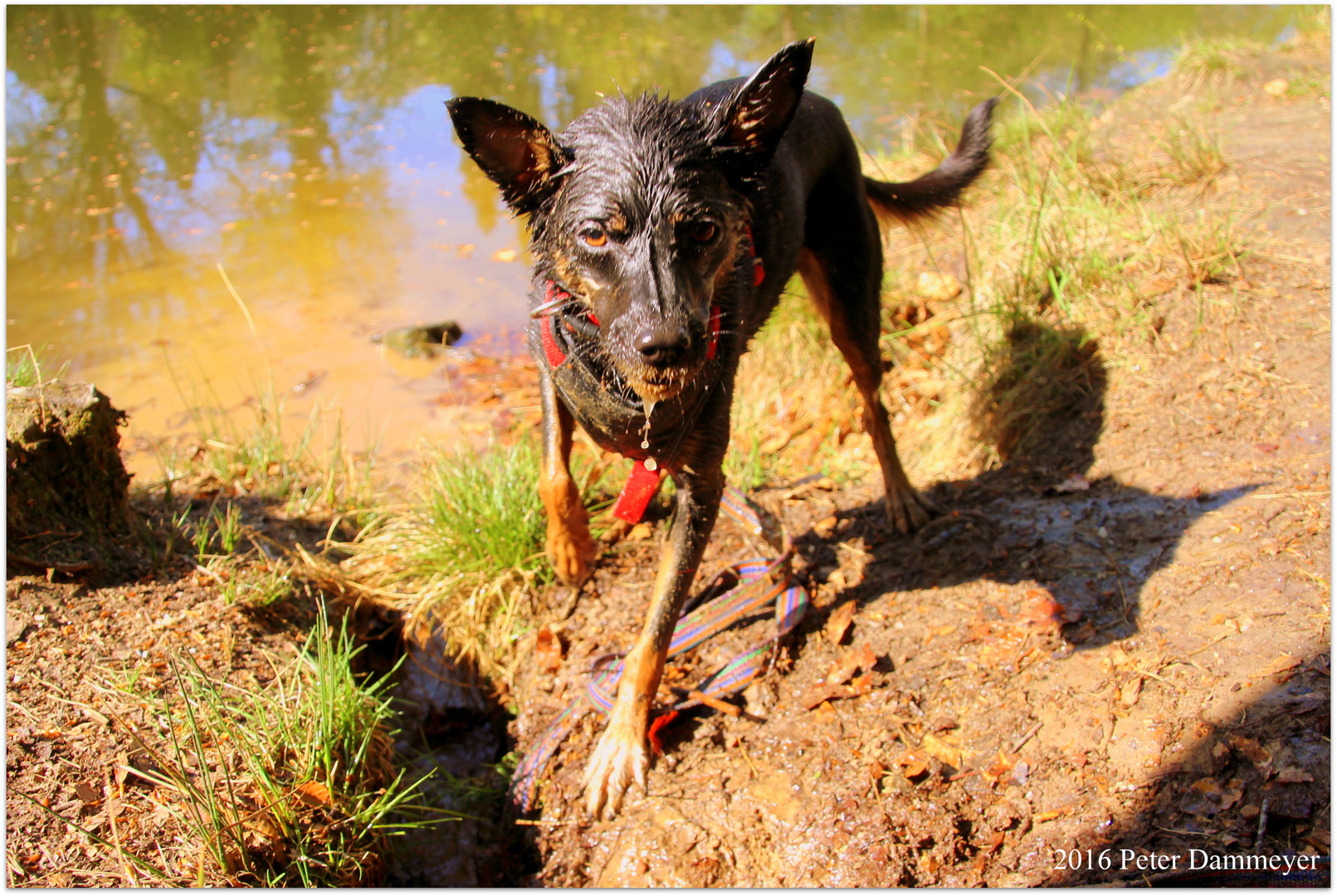 Wet Dog 