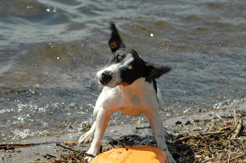 Wet Dog