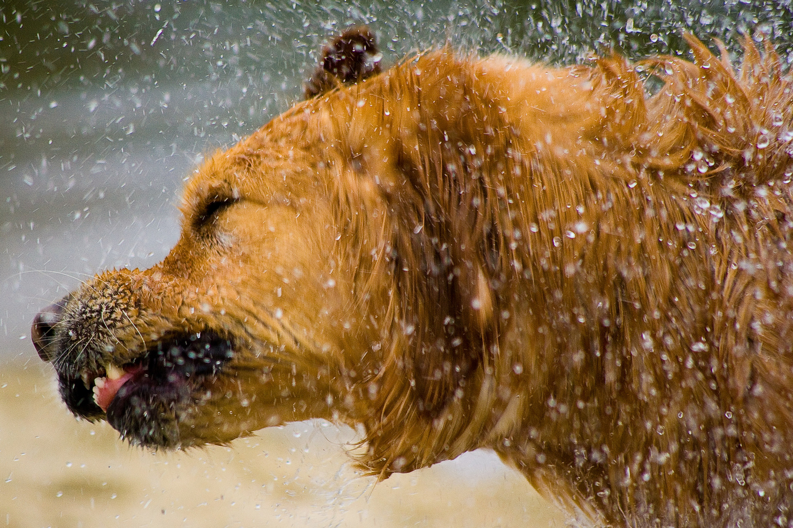 Wet Dog