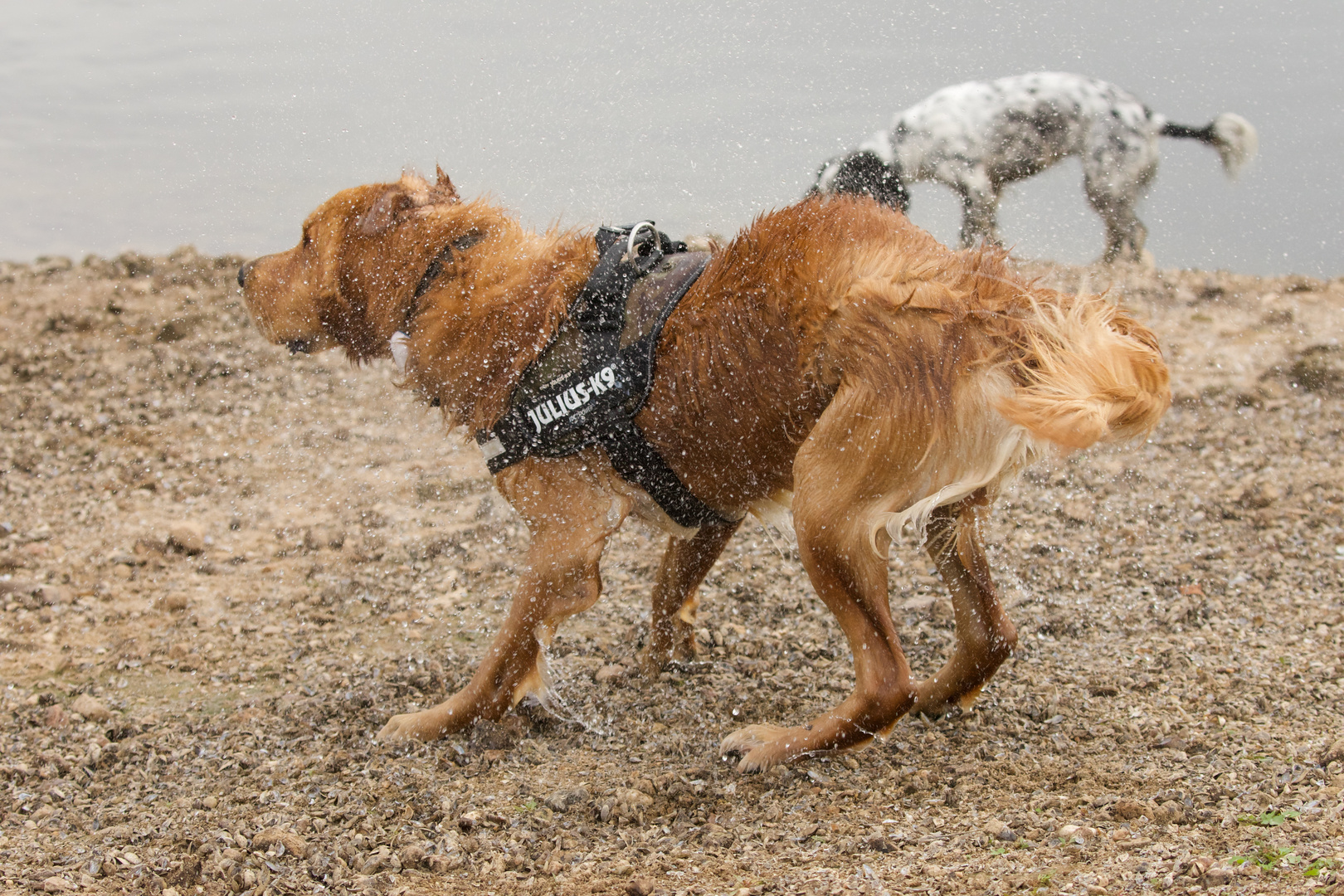 WET DOG