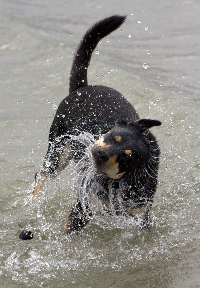 Wet Dog