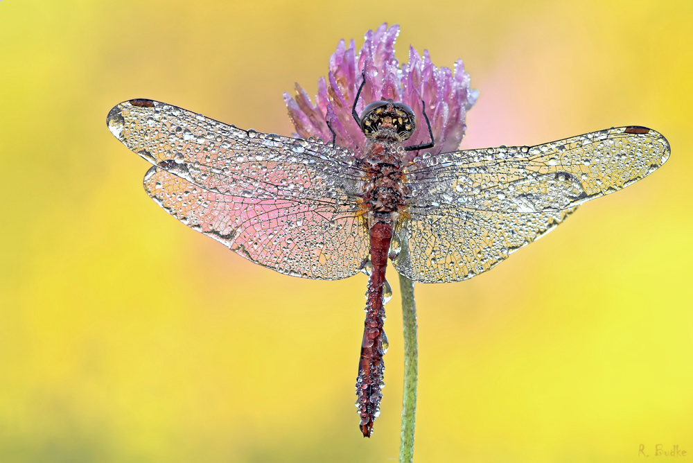 Wet Dragonfly