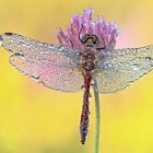 Wet Dragonfly