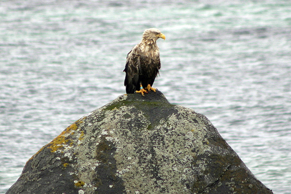 Wet Eagle