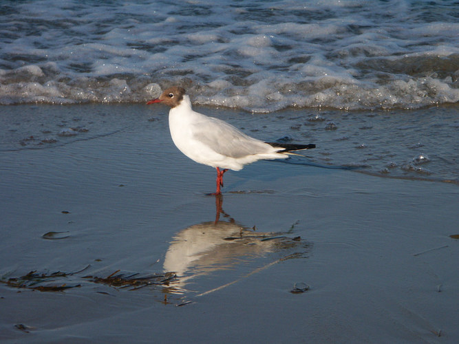 Wet Feet