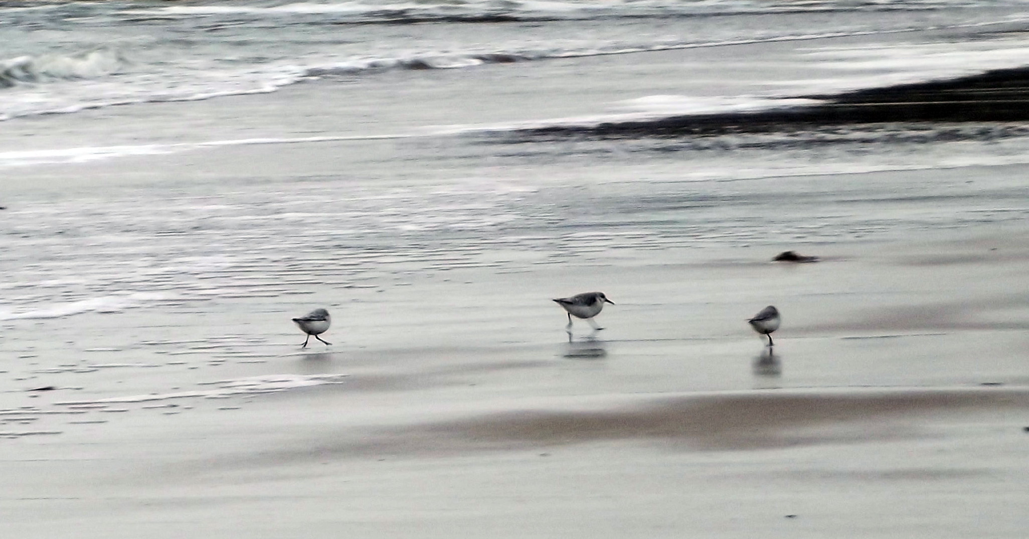 wet feet (ostend/belgium)