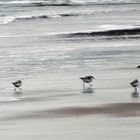 wet feet (ostend/belgium)