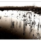 ...wet fields...