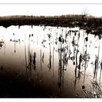 ...wet fields...