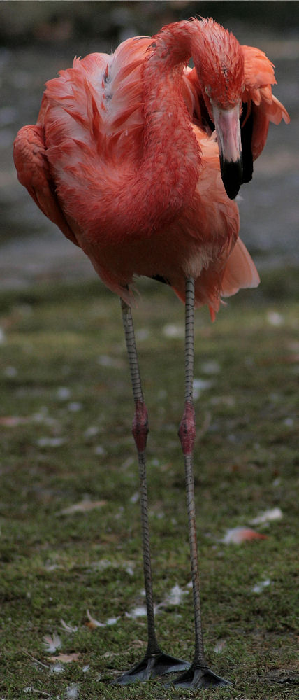 Wet-Flamingo