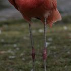 Wet-Flamingo
