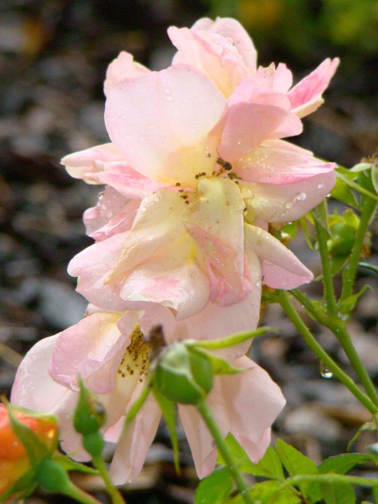 wet flower