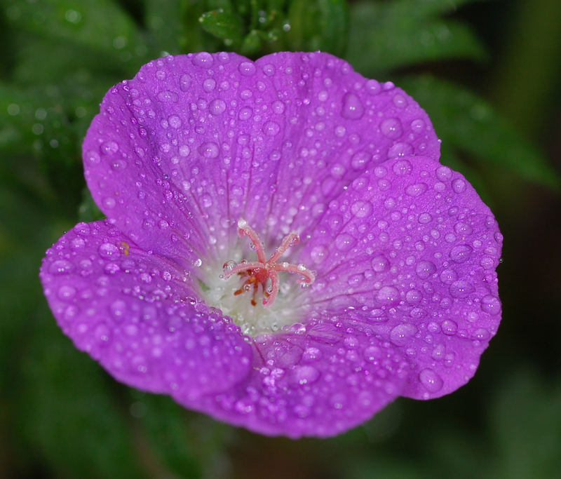 Wet Flower