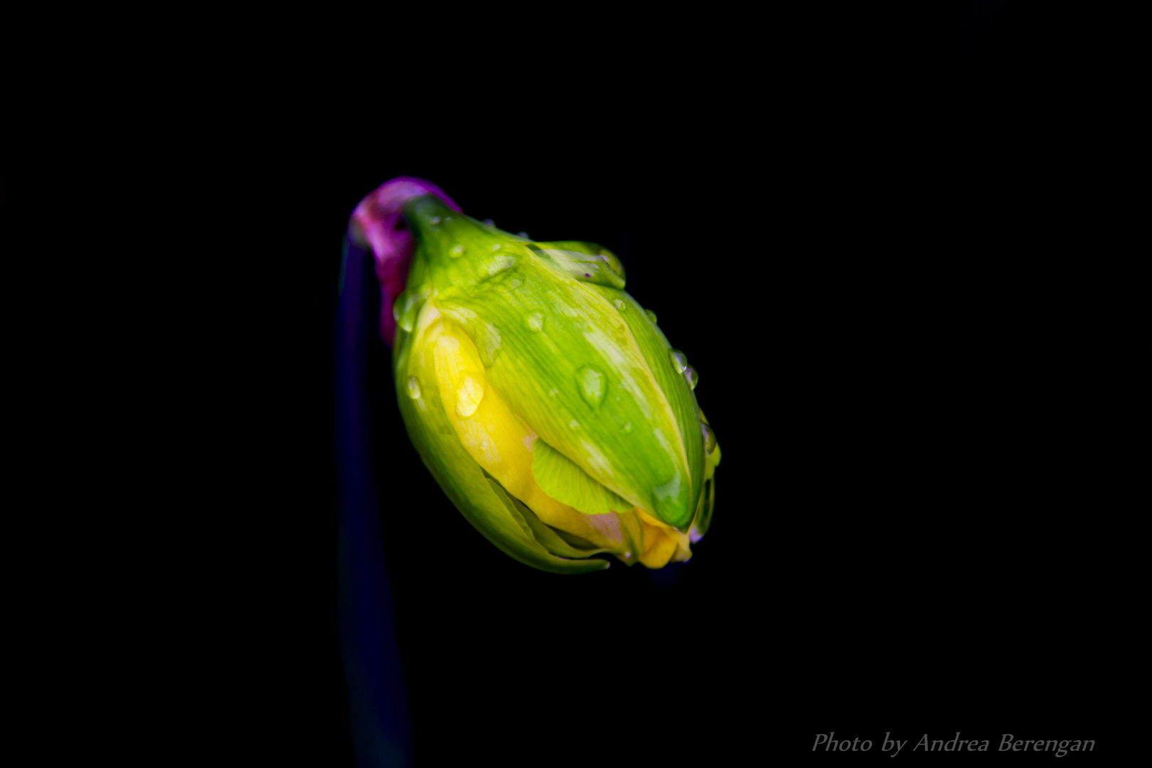 Wet flower