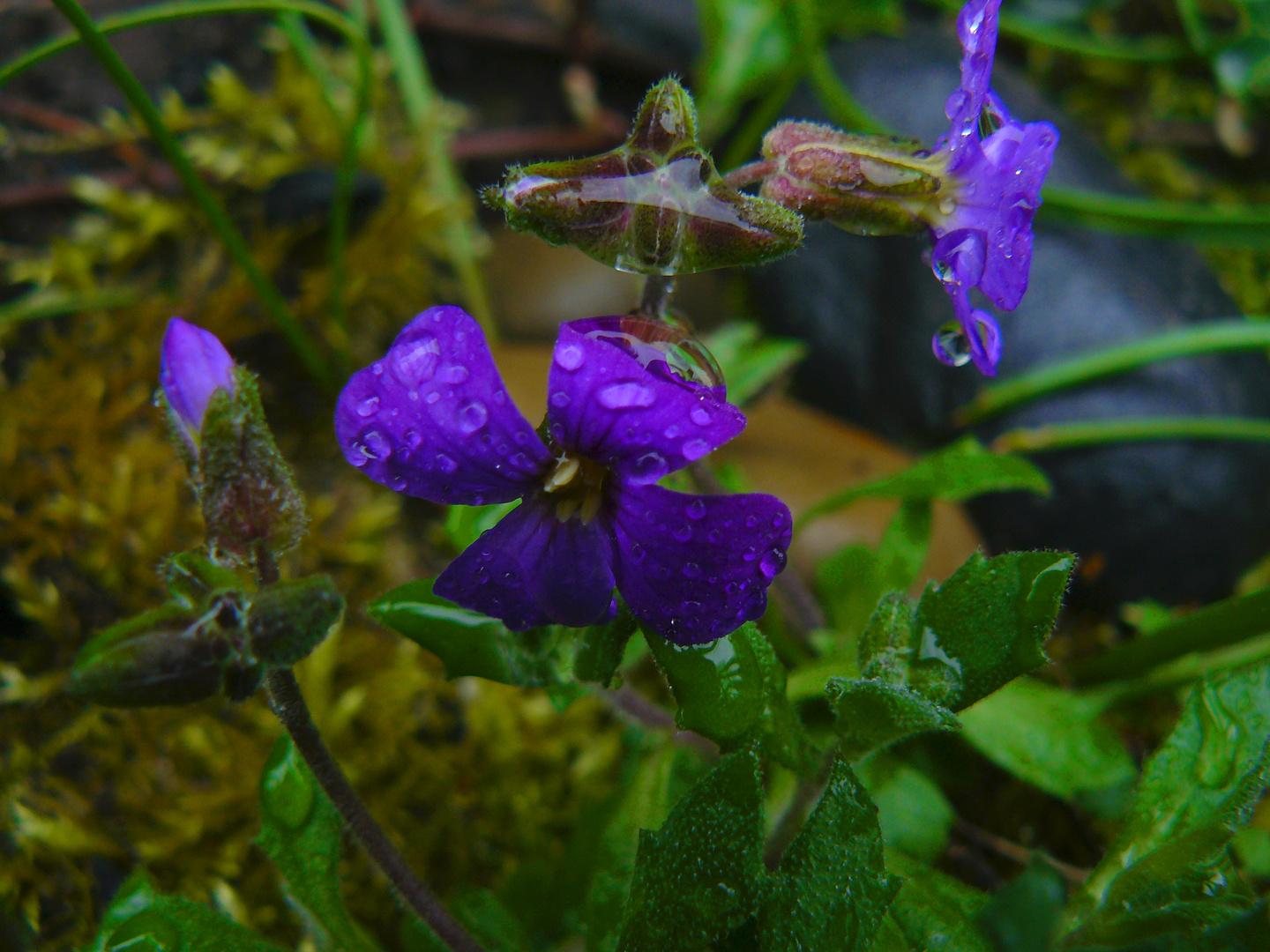 Wet Flowers