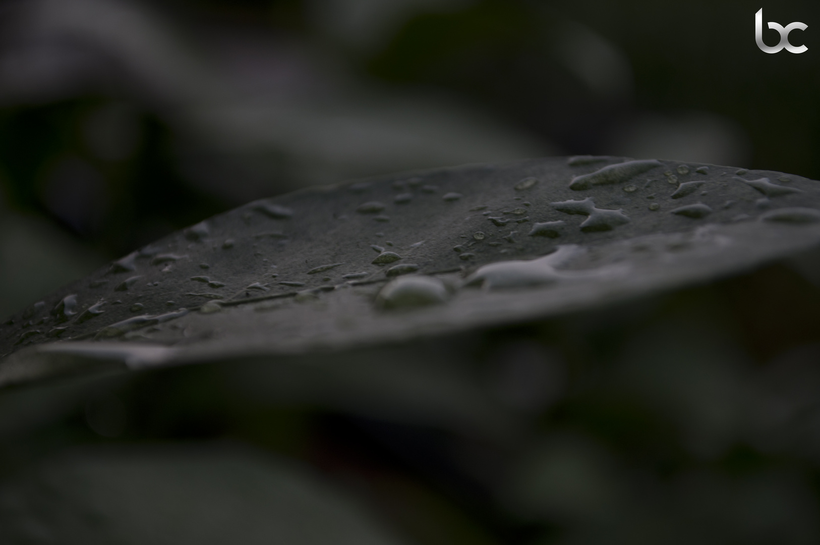 Wet Flowers