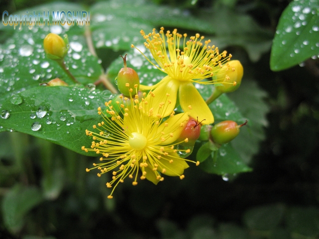 Wet flowers in Abbasabad forest