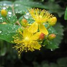 Wet flowers in Abbasabad forest