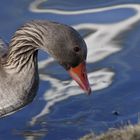 Wet Goose