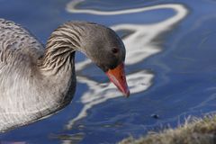 Wet Goose