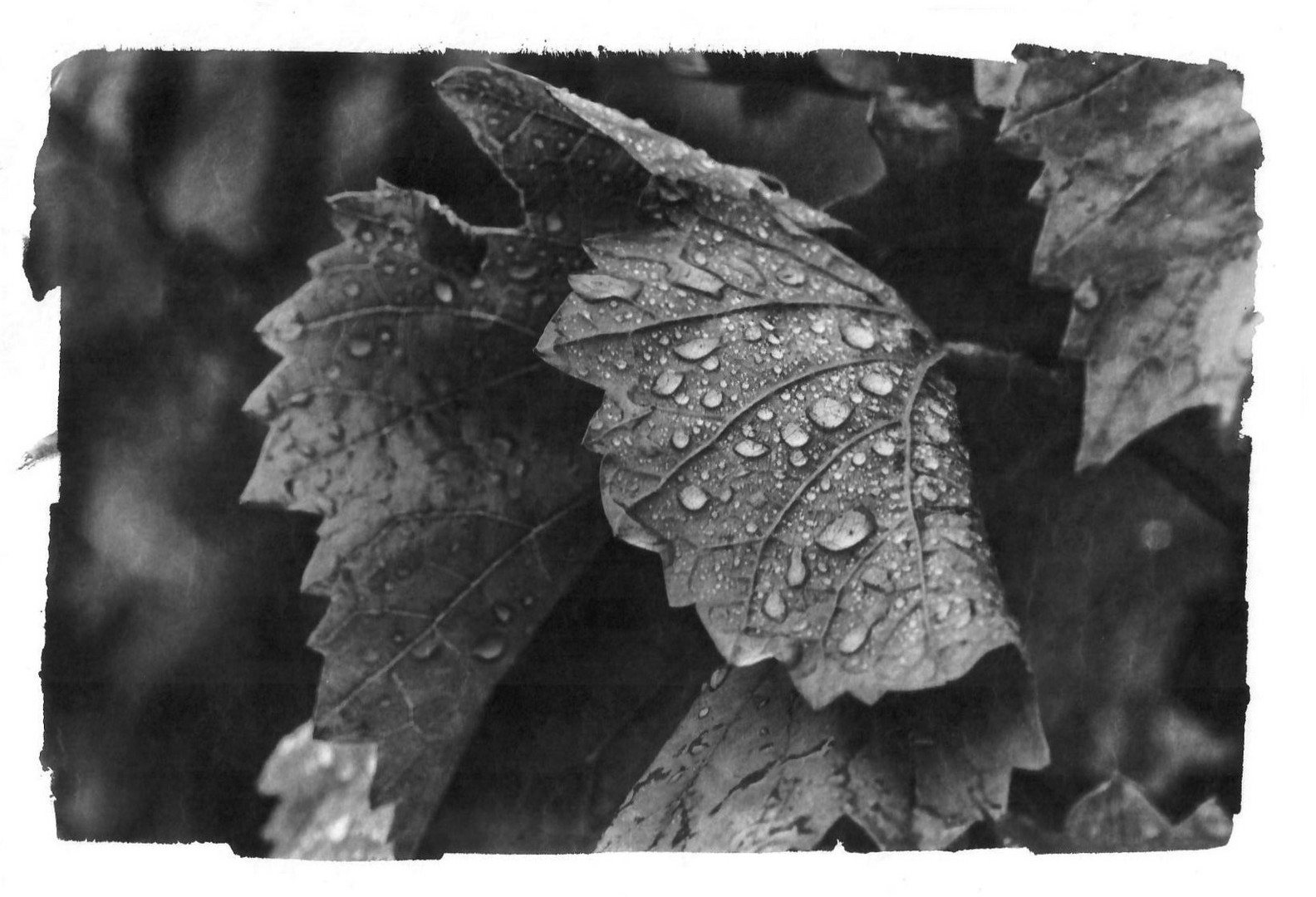 wet grape leaves