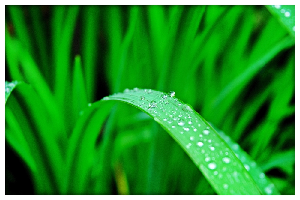 Wet Grass