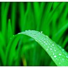 Wet Grass