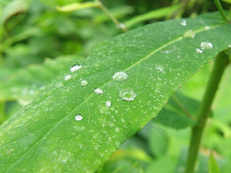 wet grass