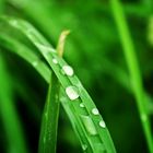 wet grass