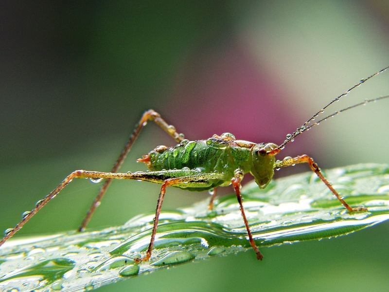 "wet grasshopper"