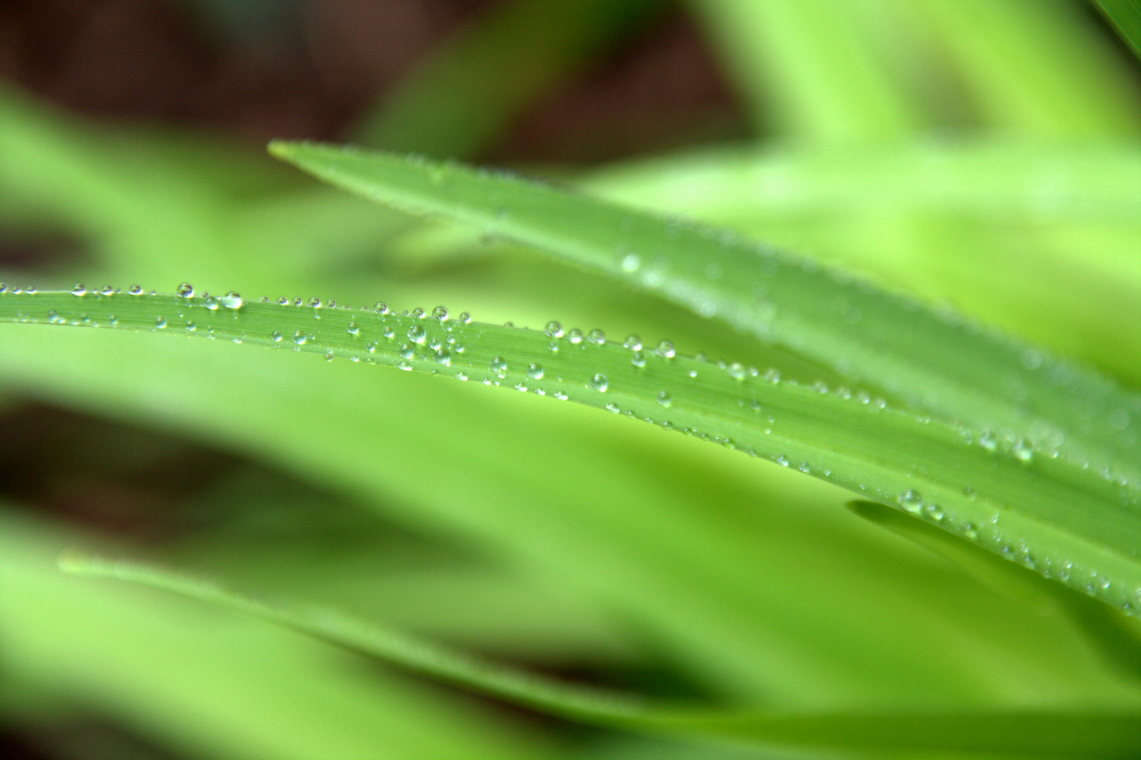 wet green