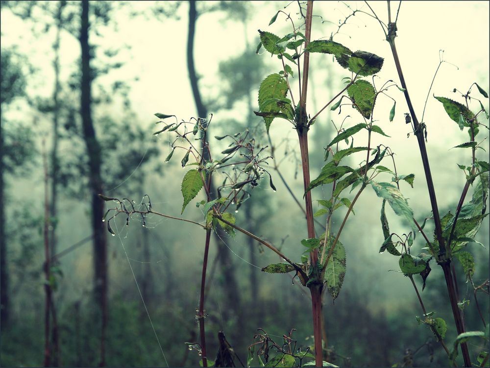  wet . green . land 