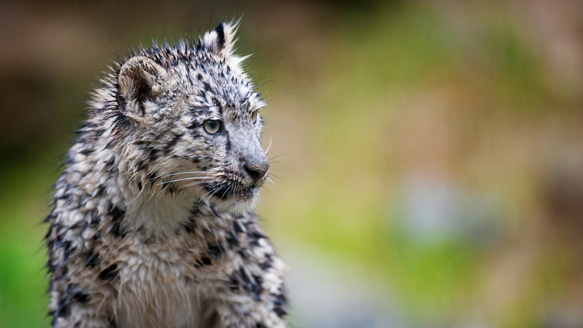 Wet kitty (Schneeleopard Mohan, Zoo Zürich, 10.10.12)