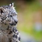 Wet kitty (Schneeleopard Mohan, Zoo Zürich, 10.10.12)