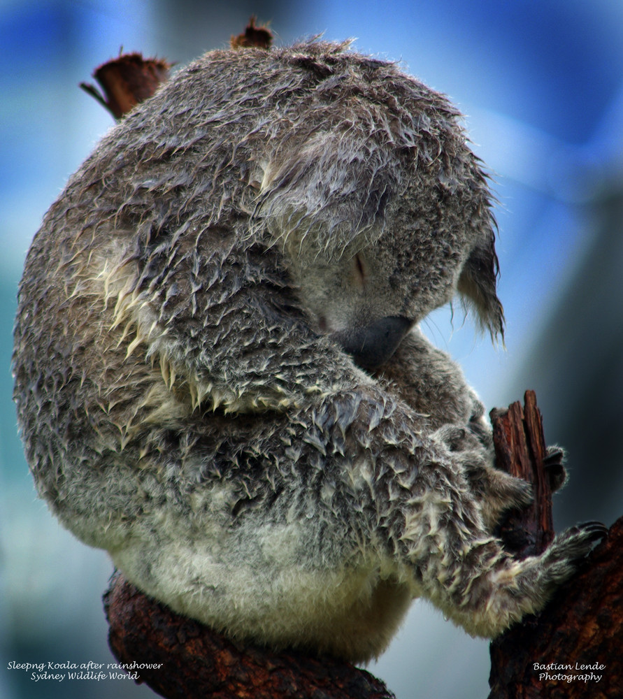 Wet Koala