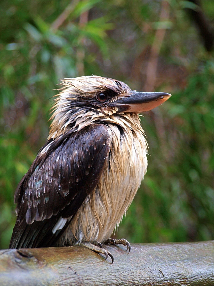 wet Kookaburra