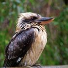 wet Kookaburra