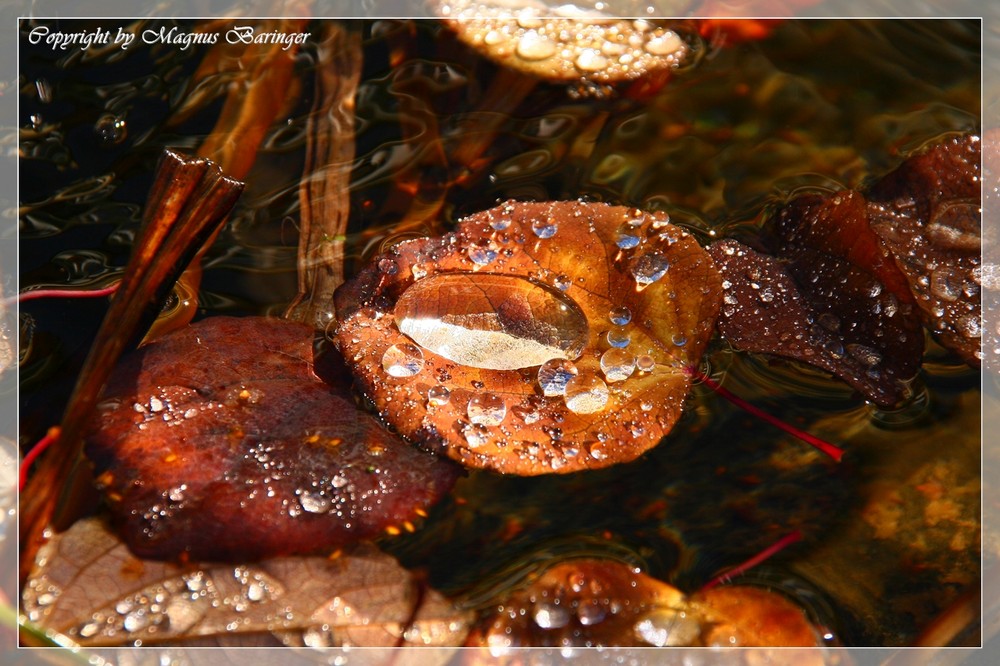 Wet Leaf...