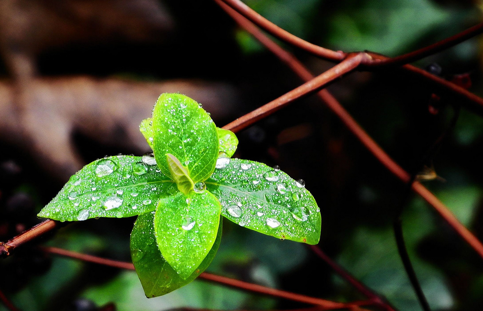 Wet Leaf 2