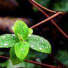 Wet Leaf 2