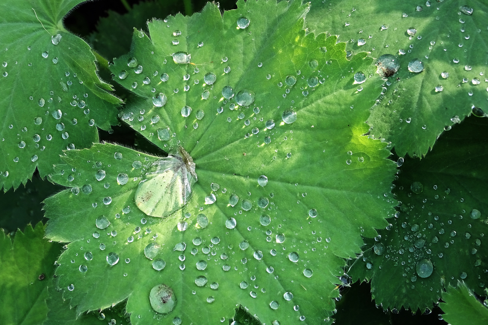 wet leaf 